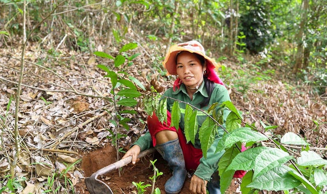 Huy động hơn 200 triệu đồng 'vá rừng' ở Hòa Bình và Sơn La- Ảnh 2.