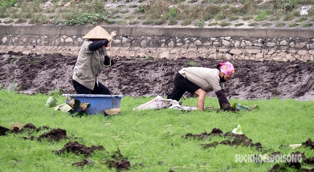 Sen Bách Diệp 'tái xuất' ở hồ Đầm Đông- Ảnh 2.