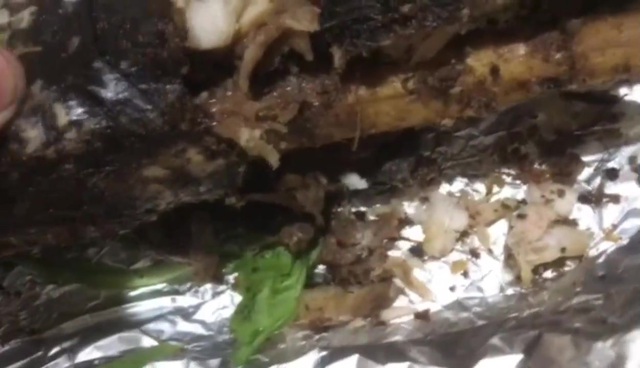 Video: Giật mình món cá lóc nướng có giòi- Ảnh 1.