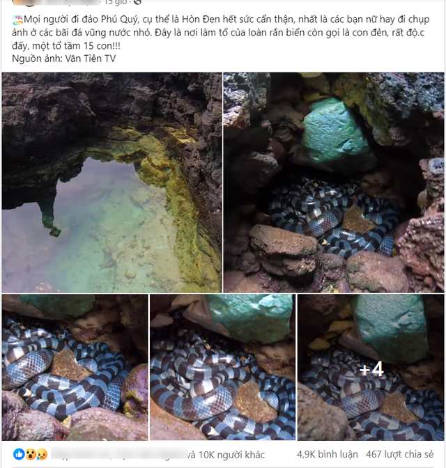 Sự thật việc phát hiện nhiều ổ rắn độc tại huyện đảo Phú Quý- Ảnh 1.