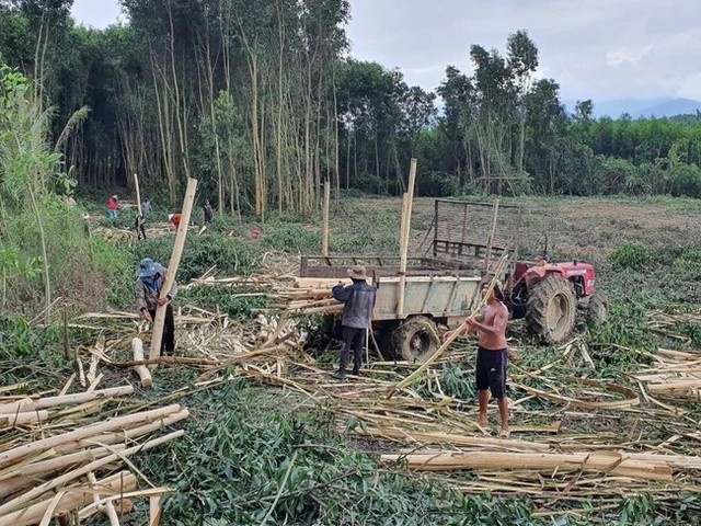 Chiếm hơn 60% ca mắc bệnh sốt rét của cả nước, tỉnh Khánh Hòa chỉ thị gì?- Ảnh 3.