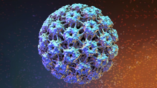 HPV là viết tắt của Human Papilloma Virus tức là virus u nhú ở người.