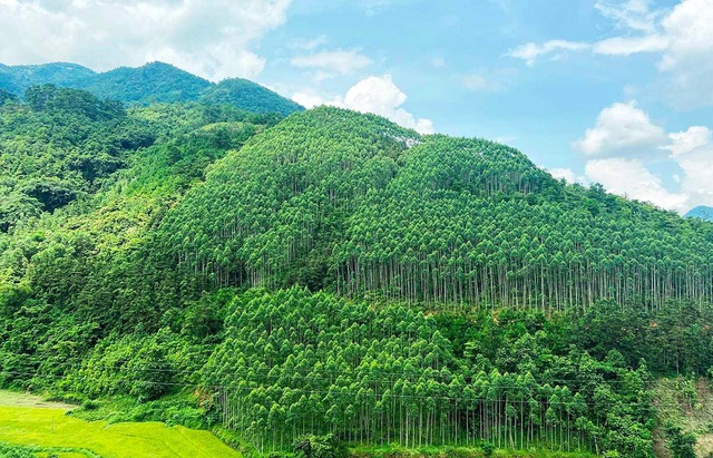 Diện tích rừng lớn nhưng phát triển thị trường carbon ở Việt Nam không dễ- Ảnh 2.
