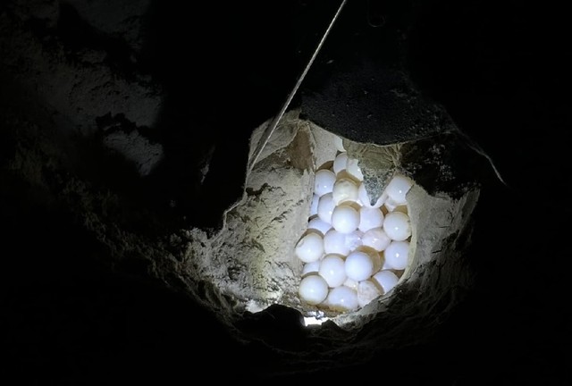 Vì sao rùa xanh từ Malaysia sang Côn Đảo để đẻ trứng?- Ảnh 3.