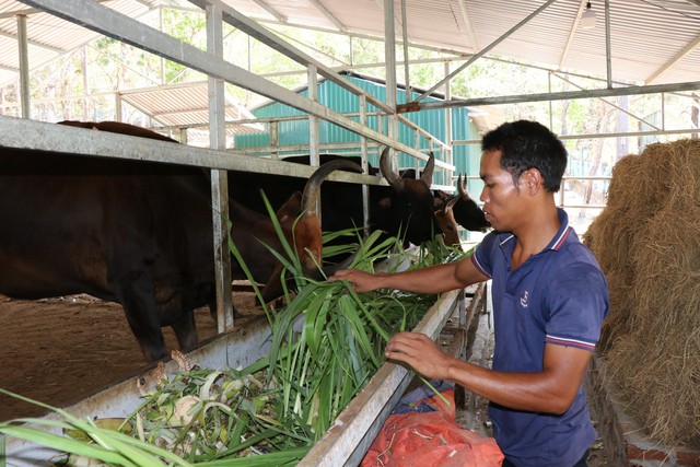 ‘Bồi dưỡng’ cho bò tót vượt nắng nóng- Ảnh 1.