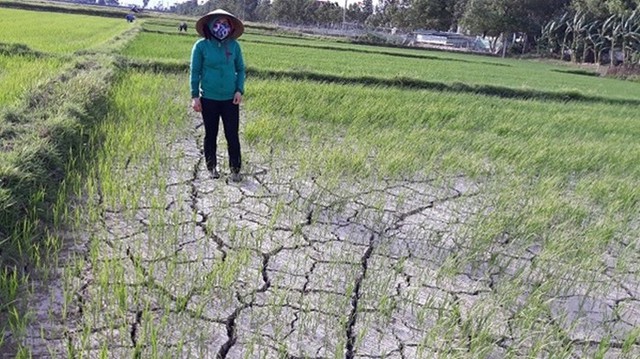 Cảnh báo khô hạn nghiêm trọng ở miền Trung, Tây Nguyên, xâm nhập mặn ở Nam Bộ- Ảnh 2.