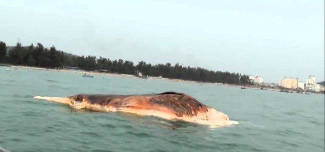 Xác cá voi khổng lồ trôi dạt vào biển Cô Tô- Ảnh 1.