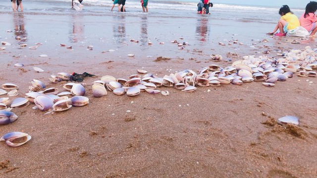 Hàng tấn ngao tím dạt vào bờ biển Hà Tĩnh, người dân đổ xô vớt 'lộc trời'- Ảnh 4.