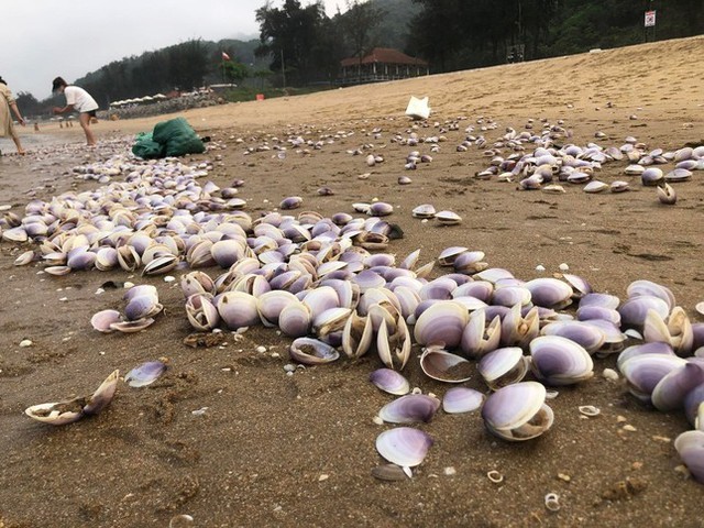 Hàng tấn ngao tím dạt vào bờ biển Hà Tĩnh, người dân đổ xô vớt 'lộc trời'- Ảnh 1.