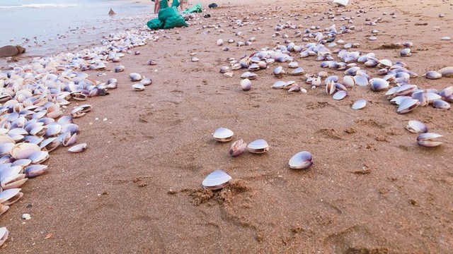 Hàng tấn ngao tím dạt vào bờ biển Hà Tĩnh, người dân đổ xô vớt 'lộc trời'- Ảnh 3.