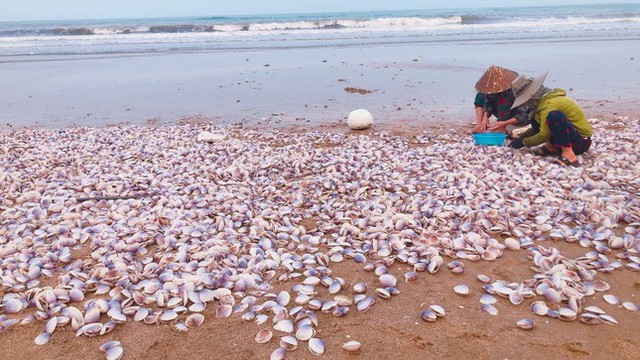 Hàng tấn ngao tím dạt vào bờ biển Hà Tĩnh, người dân đổ xô vớt 'lộc trời'- Ảnh 2.