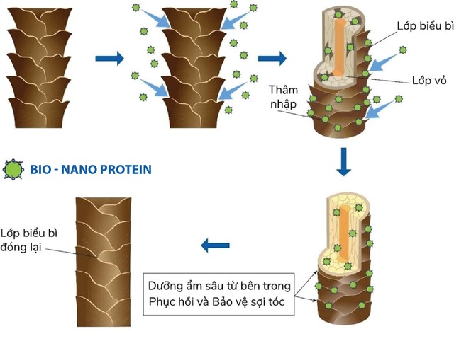 Công ty VISI ứng dụng công nghệ sinh học Bio - Nano Protein vào sản phẩm chăm sóc tóc- Ảnh 1.