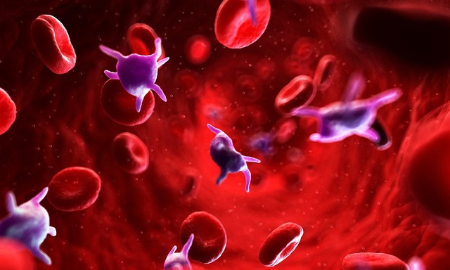 Tiểu cầu được hình thành trong tủy xương cùng với các loại tế bào máu khác.