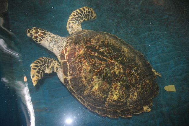 Ngắm các loài động vật biển quý hiếm ở Khánh Hòa- Ảnh 7.