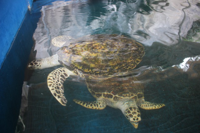 Ngắm các loài động vật biển quý hiếm ở Khánh Hòa- Ảnh 6.