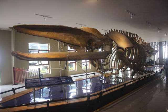 Cận cảnh bộ xương dài 18m của loài động vật biển quý hiếm- Ảnh 1.