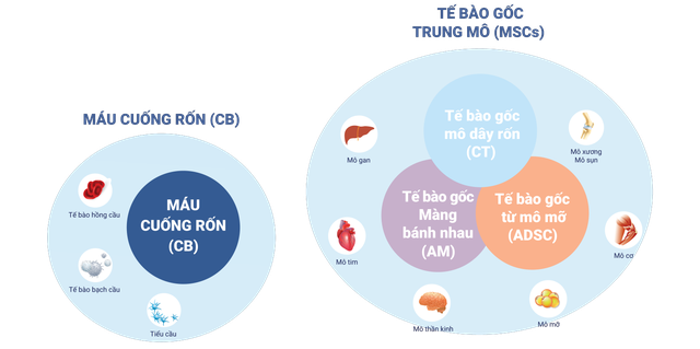 03 Lý do ba mẹ nên lưu trữ tế bào gốc cuống rốn cho bé thứ 2- Ảnh 1.