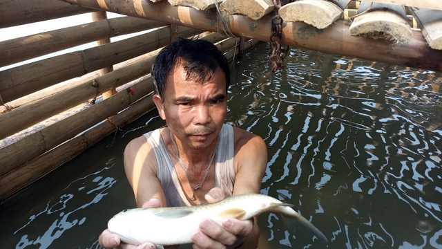 Cá nuôi chết hàng loạt trên sông Mã- Ảnh 2.