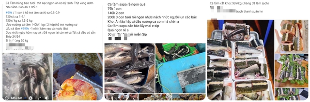 Cẩn trọng với cá tầm được bán với giá 99.000 đồng/kg trên mạng xã hội- Ảnh 1.