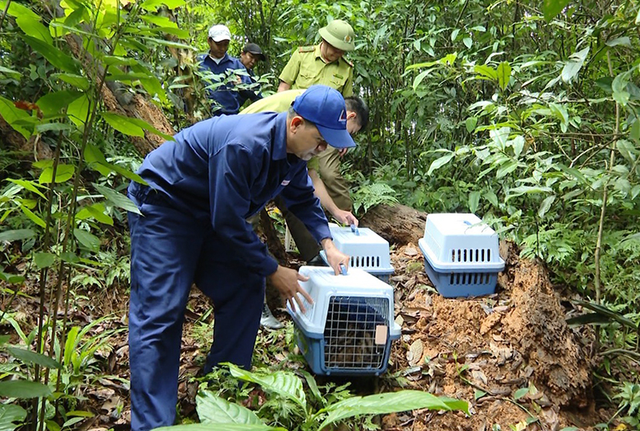 Nhiều động vật quý hiếm, nguy cấp được cứu hộ và trả về tán rừng Trường Sơn- Ảnh 4.