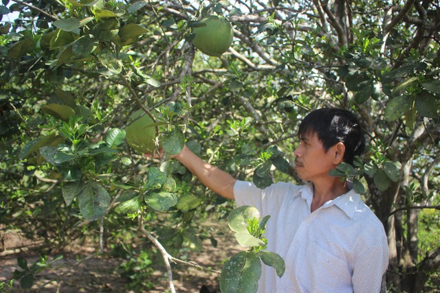 Cây đặc sản ở thôn mang tên Bác Hồ- Ảnh 3.