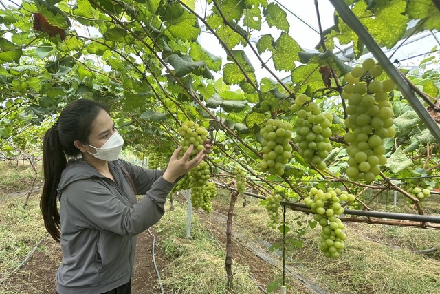 Ngắm đồng nho Nhật Bản trĩu quả trên Tây Nguyên- Ảnh 5.