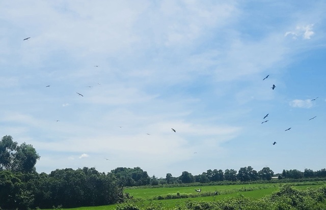 Hàng trăm con cò nhạn quý hiếm xuất hiện trên cánh đồng ở Quảng Trị- Ảnh 1.