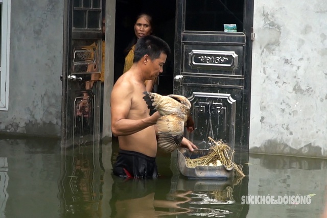 Người dân ngoại thành Hà Nội lội nước sơ tán gà vào nhà tránh lũ- Ảnh 5.