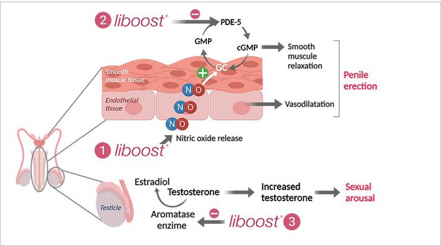 Chiết xuất Liboost nhập khẩu Tây Ban Nha hỗ trợ tăng cường sinh lý phái mạnh- Ảnh 2.
