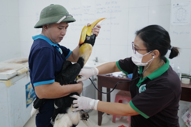 Loài chim quý hiếm nổi tiếng với cách 'tán gái' và sự ân cần, thủy chung- Ảnh 6.