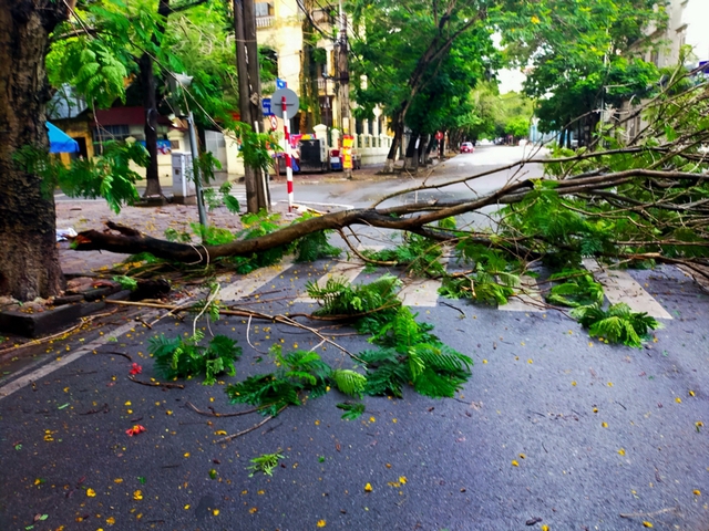 Cách nào để đô thị có bóng mát cây xanh mà vẫn an toàn?- Ảnh 2.