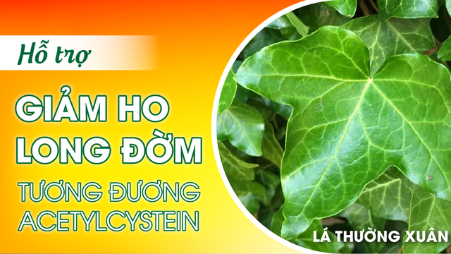 Giải pháp từ lá Thường xuân kết hợp Keo ong hỗ trợ giảm viêm họng, viêm phế quản- Ảnh 1.