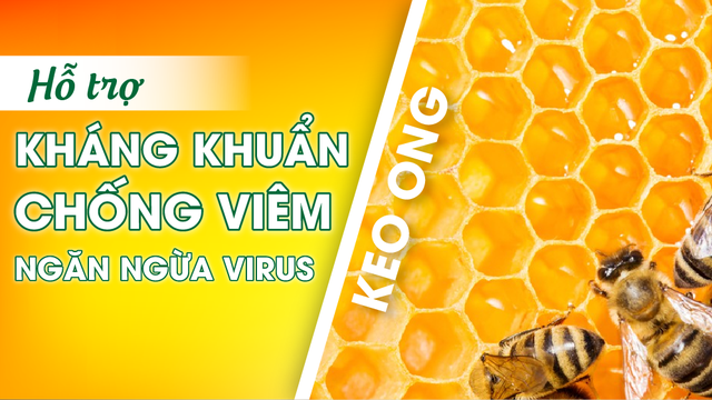 Giải pháp từ lá Thường xuân kết hợp Keo ong hỗ trợ giảm viêm họng, viêm phế quản- Ảnh 2.