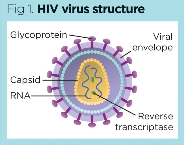 Nghiên cứu mới thúc đẩy chiến lược điều trị HIV/AIDS tiềm năng- Ảnh 2.