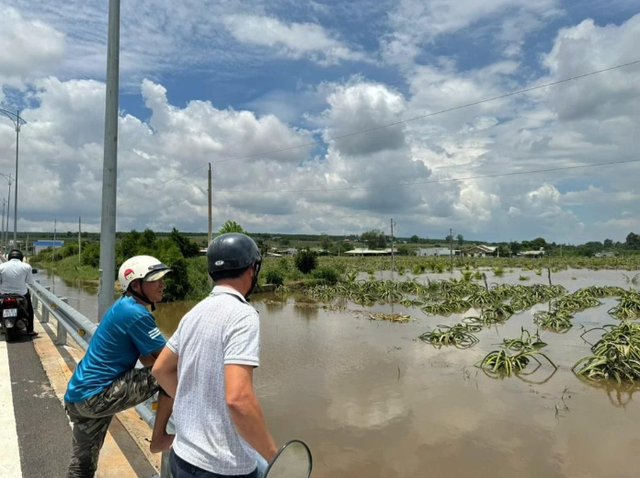 Mưa lớn kéo dài, 400ha thanh long ở Bình Thuận chìm trong biển nước- Ảnh 2.