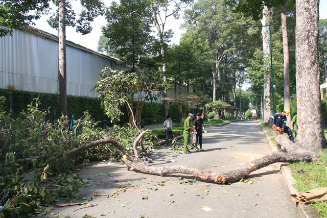 Nhánh cây Dầu gãy đổ khiến 2 người chết, 3 người bị thương