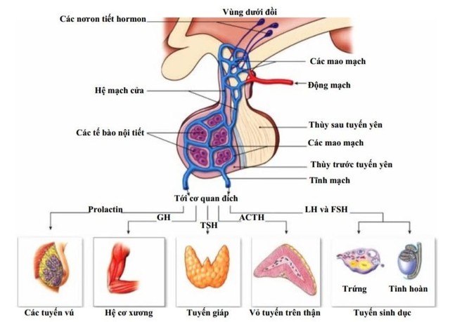 Suy tuyến yên: Nguyên nhân, triệu chứng, phòng bệnh và điều trị- Ảnh 1.