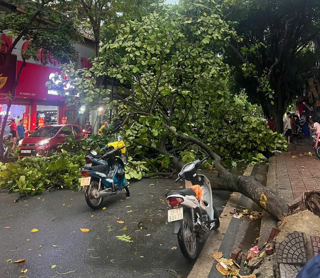 Bão số 3 chưa đổ bộ, Hà Nội đã gãy đổ hàng loạt cây xanh chỉ sau 1 trận mưa- Ảnh 7.