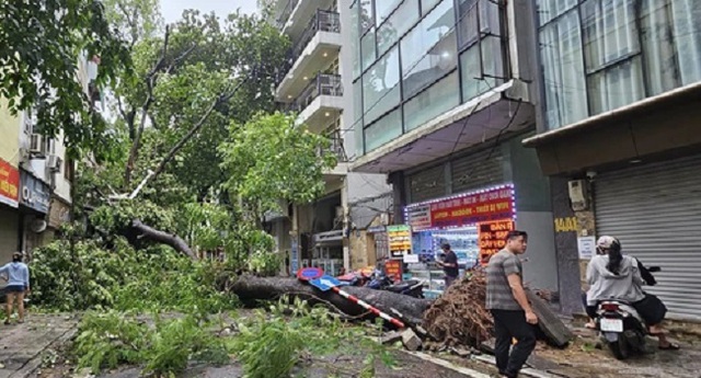 Chủ tịch Hà Nội hỏa tốc yêu cầu trồng lại cây quý hiếm bị đổ, nghiêng- Ảnh 1.