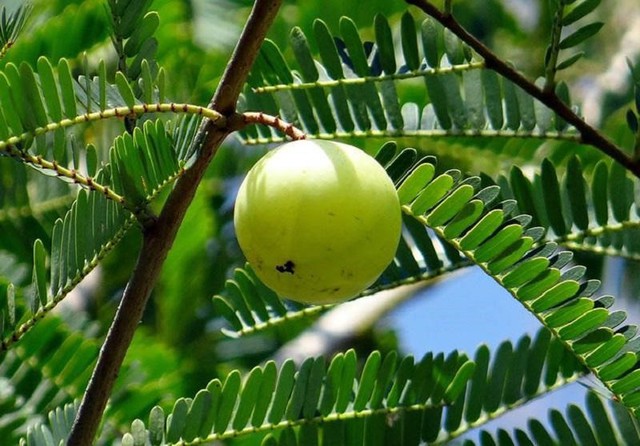 Hỗ trợ tuần hoàn máu não nhờ chiết xuất me rừng và bạch quả trong Sản phẩm Vàng vì sức khỏe cộng đồng- Ảnh 1.