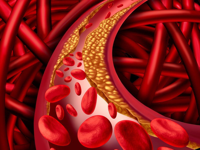 Cholesterol có vai trò thiết yếu để hệ miễn dịch hoạt động đúng chức năng.