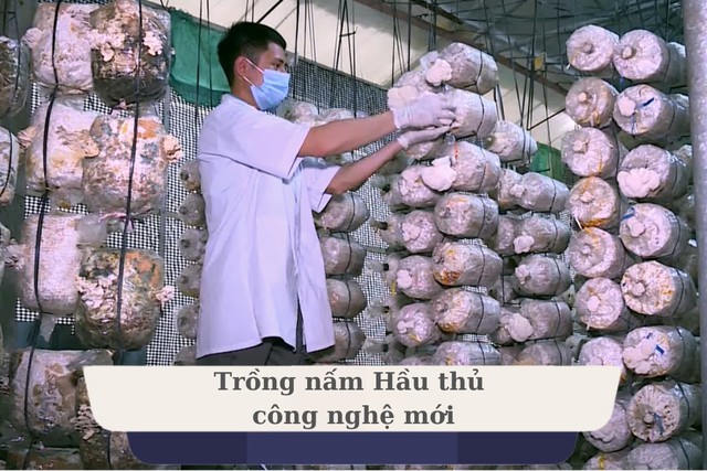 Nấm Hầu thủ - Nấm dược liệu tiềm năng nhưng đầy thách thức- Ảnh 3.