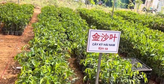 Sự thật loại cây trồng 1 ha thu hàng chục tỷ đồng sau 7 năm- Ảnh 1. Sự thật loại cây trồng 1 ha thu hàng chục tỷ đồng sau 7 năm- Ảnh 1.