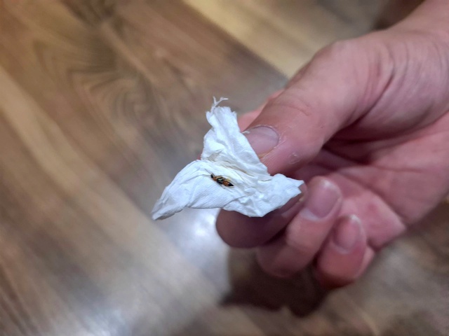 Cả gia đình khổ sở vì kiến ba khoang- Ảnh 1. Cả gia đình khổ sở vì kiến ba khoang- Ảnh 1.