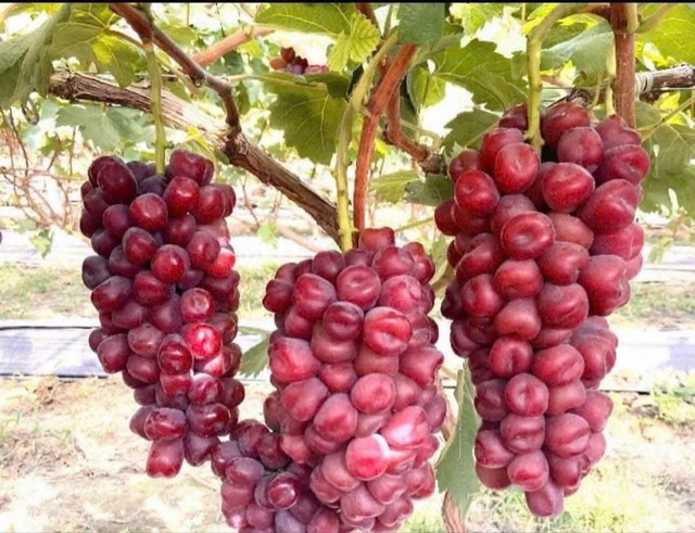 Vì sao nho sữa đỏ trái tim giá cao vẫn 'hút' người tiêu dùng?- Ảnh 2.