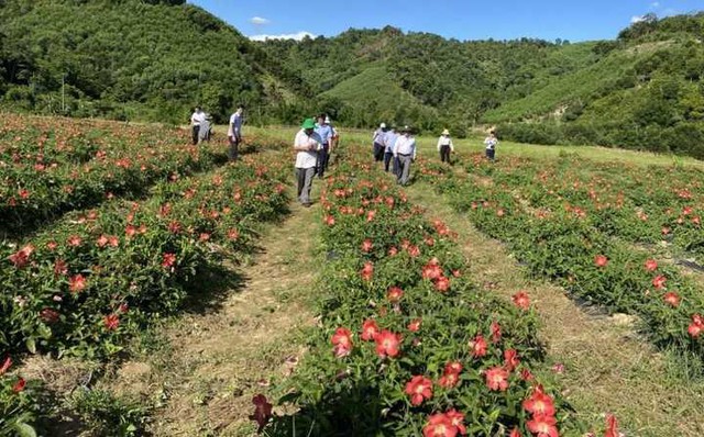 Phát triển dược liệu: Hướng đi chiến lược giúp vùng cao thoát nghèo- Ảnh 1. Phát triển dược liệu: Hướng đi chiến lược giúp vùng cao thoát nghèo- Ảnh 1.