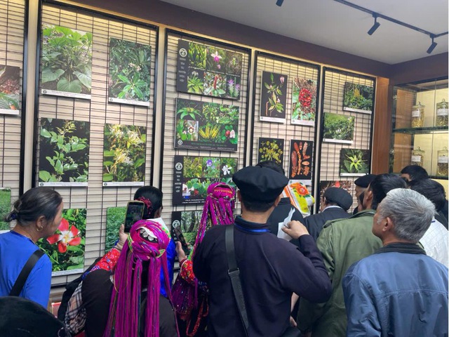 Hệ thống “chuỗi giá trị” - Hướng đi mới trong phát triển dược liệu vùng đồng bào DTTS&MN- Ảnh 1. Hệ thống “chuỗi giá trị” - Hướng đi mới trong phát triển dược liệu vùng đồng bào DTTS&MN- Ảnh 1.