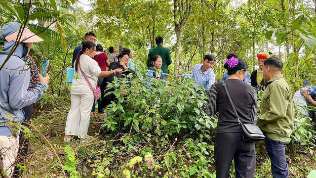 Đẩy mạnh chuỗi vùng trồng-sản xuất, tạo giá trị cho cây thuốc Việt- Ảnh 1. Đẩy mạnh chuỗi vùng trồng-sản xuất, tạo giá trị cho cây thuốc Việt- Ảnh 1.