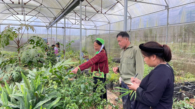 Đẩy mạnh chuỗi vùng trồng-sản xuất, tạo giá trị cho cây thuốc Việt- Ảnh 4. Đẩy mạnh chuỗi vùng trồng-sản xuất, tạo giá trị cho cây thuốc Việt- Ảnh 4.