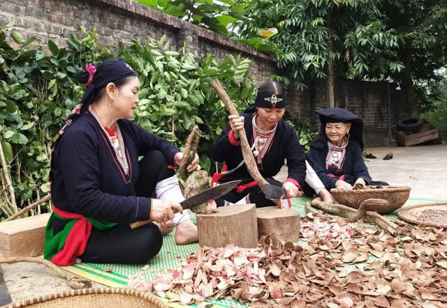 Phát triển dược liệu gắn với sinh kế bền vững dưới tán rừng- Ảnh 1. Phát triển dược liệu gắn với sinh kế bền vững dưới tán rừng- Ảnh 1.